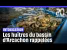 Bassin d'Arcachon : Les huîtres interdites à la vente après des intoxications