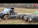 Cet agriculteur paraplégique élève 300 porcs noirs de Bigorre dans le Gers