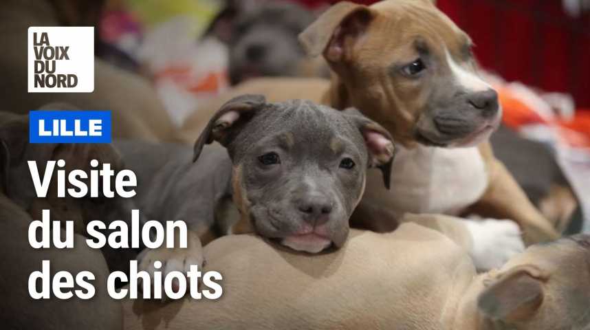 Salon Du Chiots Nantes