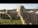 Insolite : Requeil héberge un élevage de chèvres angoras