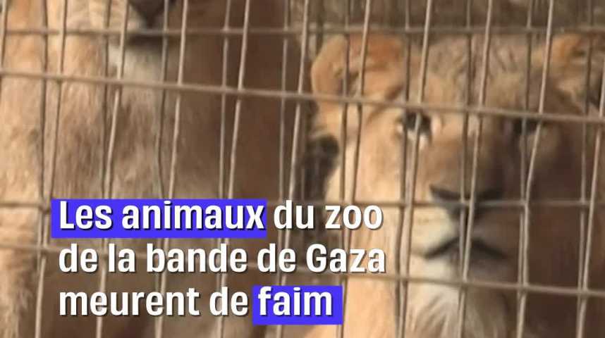 Gaza : Les lions du zoo de Rafah nourris avec du pain en raison des pénuries
