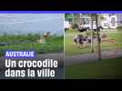 Australie : Un crocodile capturé par les autorités au milieu de la ville d'Ingham #shorts