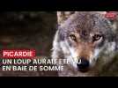 Un probable loup filmé par un chasseur en Baie de Somme