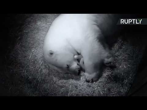 Teeny Tiny Polar Bear Twins Born at Gold Coast Sea World