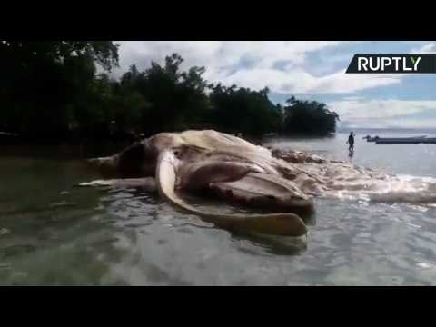 Giant Dead Sea Monster Washes Up on Indonesian Beach, Baffles Experts