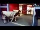 Udderly Ridiculous! Cows Go Window Shopping in Russian Mall