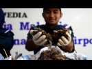 Shipment of pangolin scales worth $1.2m seized in Malaysia - Label : AFPTV - First images - Category : News