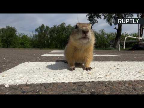 Tiny Pedestrian Crossing Created for Gophers Only