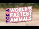 TOP 6 : THE FASTEST ANIMALS ON EARTH