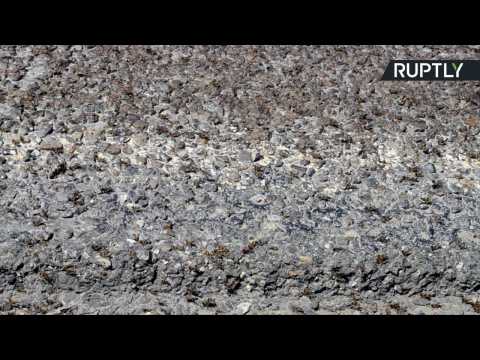Swarms of Locusts Descend on Russian Town in Plague of Biblical Proportions