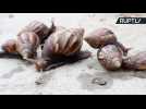 Infestation of Giant Snails in Peru