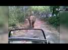 Agitated Elephant Chases Down Jeep Full of Safari Tourists
