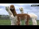 Shear Fun! Alpacas Get Styled as Dinosaurs, Lions and Poodles for Summer