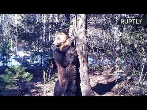 Groovy Wild Bear Gets Down and Dirty with Tree
