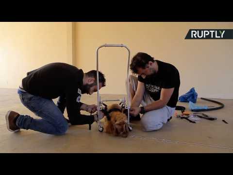 Dog with Muscular Dystrophy Gets Back On All Fours with Custom Wheelchair