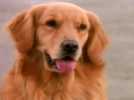 Air Bud 4 : Un chien du tonnerre - Bande annonce 1 - VO - (2002)