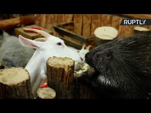Goat, Guinea Pig and Porcupine Form Adorable Unlikely Friendship