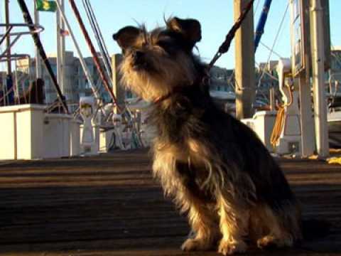 Gabe : Un amour de chien - Bande annonce 1 - VO - (2012)