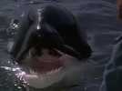 Sauvez Willy 2 - Bande annonce 1 - VO - (1995)