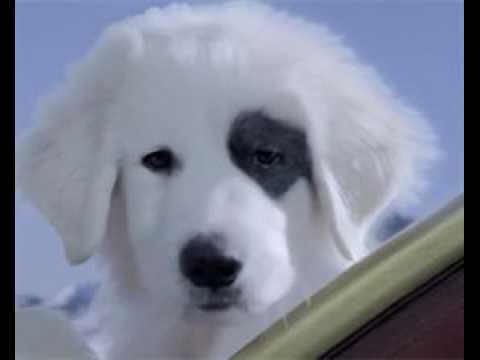 Les Chiots Noël, la relève est arrivée - bande annonce - VO - (2012)