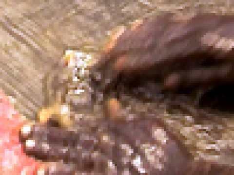 La Fièvre de l'or - teaser 2 - (2008)