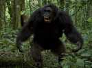 Chimpanzés - Bande annonce 6 - VO - (2012)