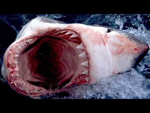 Shark Week - Bande annonce 1 - VO - (2012)