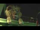 Zoo - Bande annonce 1 - VO