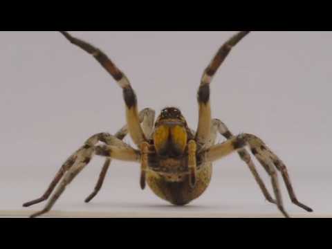 American Horror Story - Teaser 12 - VO