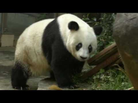 World's oldest panda dies aged 37 in China