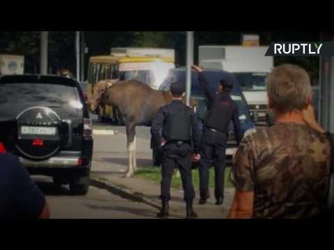Oh Deer! Police Chase After Lost Elk in Downtown Moscow