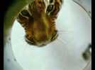 Dans l'oeil du tigre - bande annonce - VO - (2010)