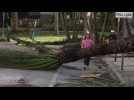 Miami residents wake up to storm damage - Label : AFPTV - First images - Category : News