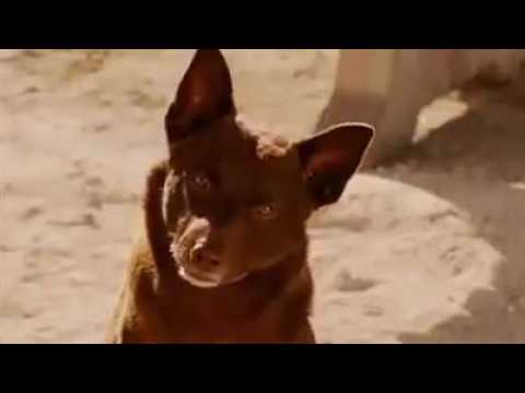 Red Dog - bande annonce - VOST - (2011)