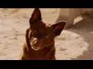Red Dog - bande annonce - VOST - (2011)