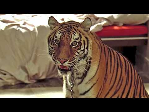 Very Bad Trip - Bande annonce 5 - VO - (2009)