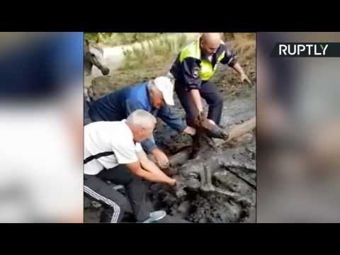 Touching Moment When Baby Horse Pulled From Deadly Sludge