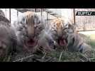 Tiger Mom Gives Birth to Four Cubs and Adopts Two More