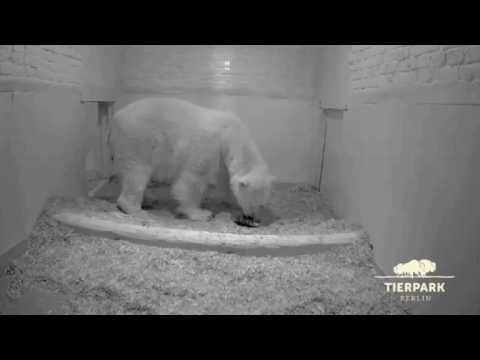 Berlin polar bear gives birth to a new cub