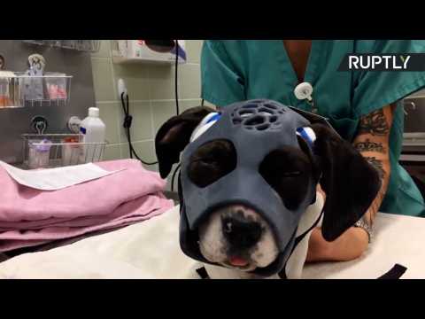 3D-Printed Facemask Helps Puppy Heal from Viscious Dogfight