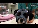 3D-Printed Facemask Helps Puppy Heal from Viscious Dogfight