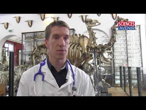 Pourquoi certains rats ont des larmes rouges ?