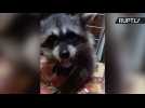 Adorable Fox and Raccoon Housepets United By Their Love of Garlic