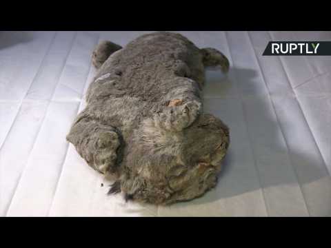 Perfectly Preserved Ancient Cave Lion Cub Offers Chance to Study Ice Age DNA