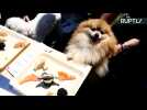 Japanese Cuisine for Canines? Dogs Devour Sashimi at Poochi Sushi