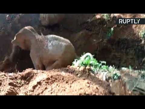 Baby Elephant Rescued from Mud and Reunited with Family