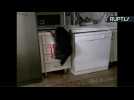 Watch as Furry Masked Bandit Tries and Fails to Raid Kitchen