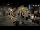 This Family of Mammoths Could Fetch Over $500,000 at Auction