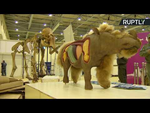 33,000-Year-Old Baby Woolly Rhino Unveiled in Moscow