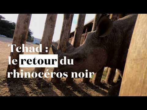 Tchad : le retour du rhinocéros noir